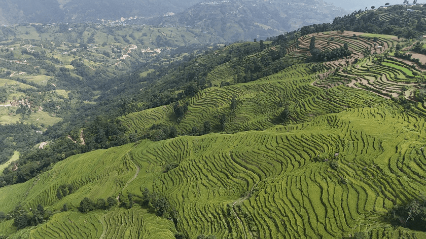 nanglebhare-dhan-khet (17)