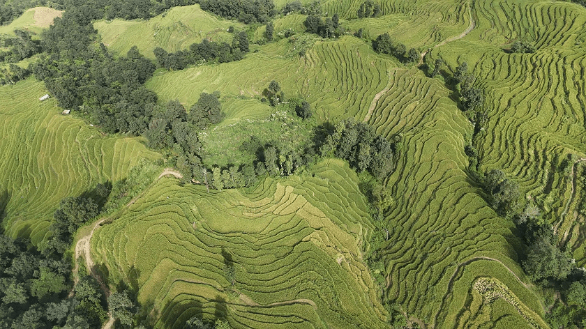 nanglebhare-dhan-khet (2)