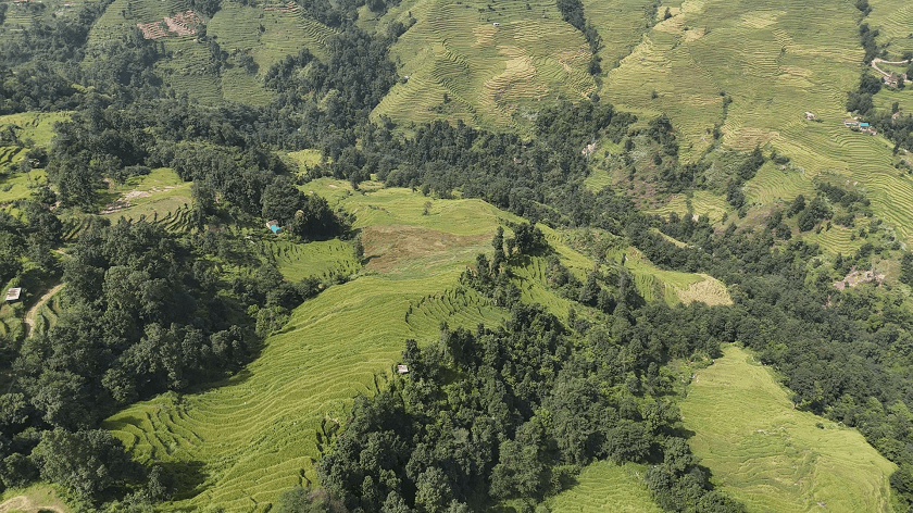 nanglebhare-dhan-khet (3)