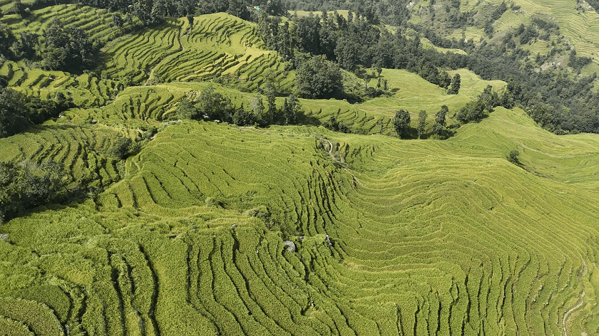 nanglebhare-dhan-khet (5)