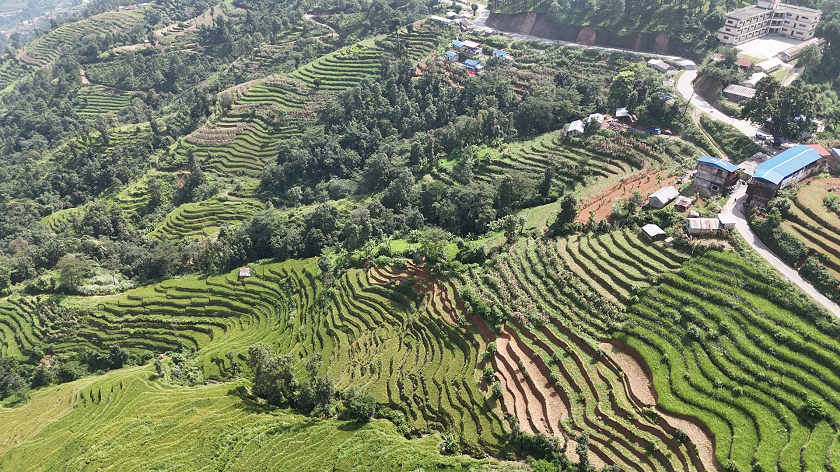 nanglebhare-dhan-khet (8)