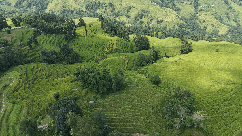 nanglebhare-dhan-khet (9)