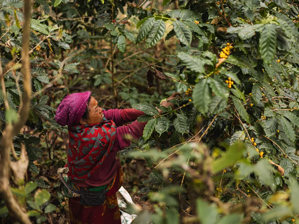 Nepali-woman-harvests-coffee-cherries