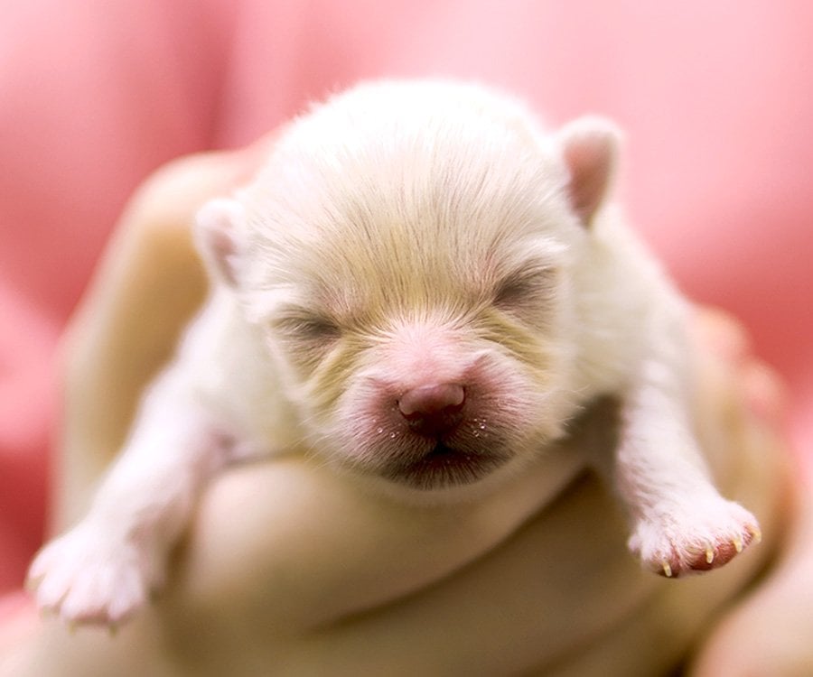 newborn-puppy-care-1