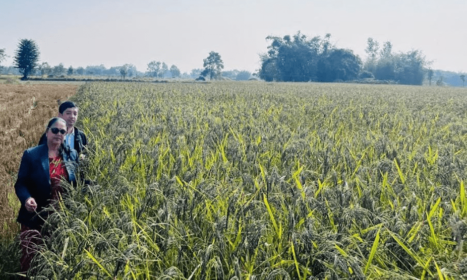 शिवसताक्षीका चार  वडालाई नुनिया धानको पकेट क्षेत्र घोषणा