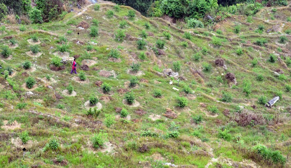 बागलुङको तित्याङमा ओखरखेती विस्तार