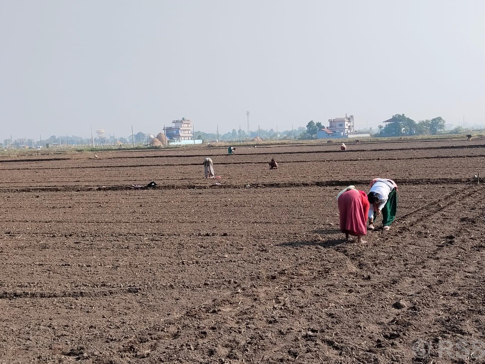   भरतपुरमा प्राङ्गारिक सूर्यमुखीखेती