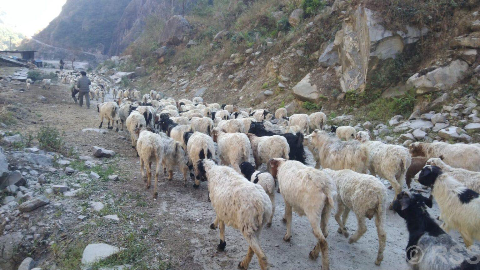 भिरमा अल्झिएको भे‌डागोठालाको जीवन
