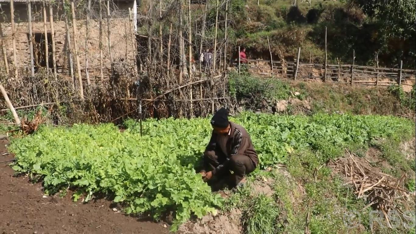   सिँचाइ सुविधा पुगेपछि व्यावसायिक तरकारी खेतीमा रमाउँदै श्यामशिलाका किसान