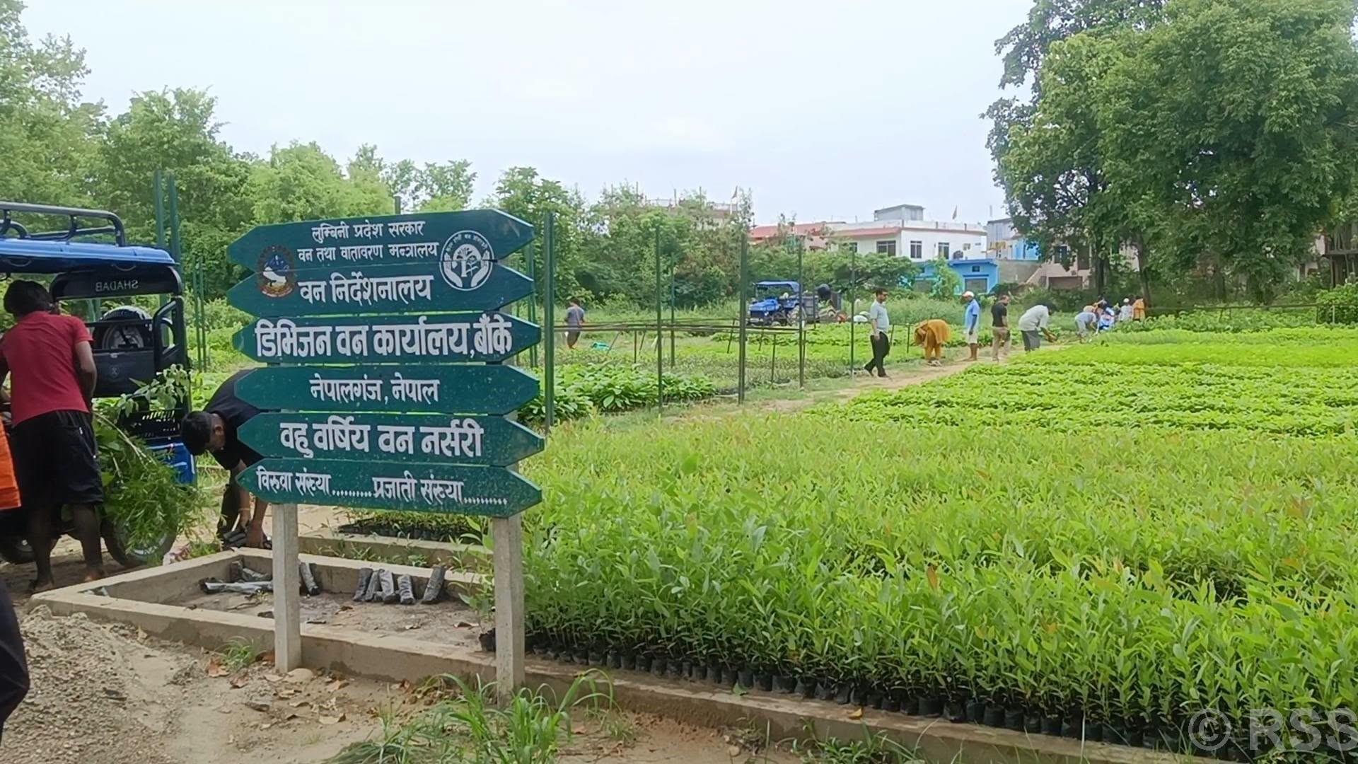 हरियाली प्रवर्द्धन  गर्न छ लाख बिरुवा वितरण
