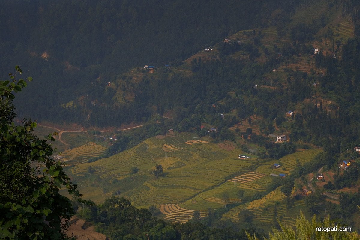 Paddy Field Dailekh_NPL (1)