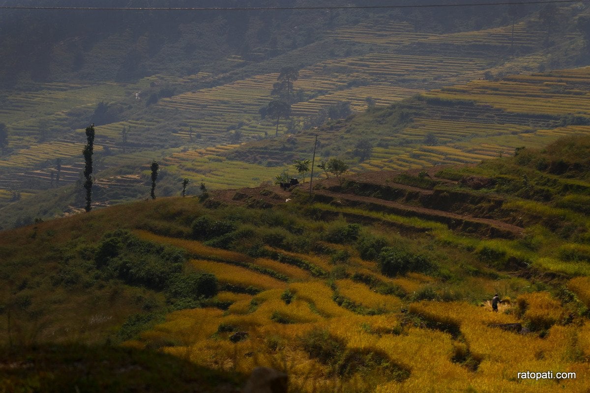 Paddy Field Dailekh_NPL (10)