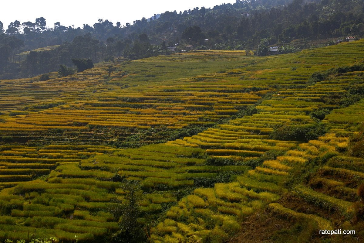 Paddy Field Dailekh_NPL (11)