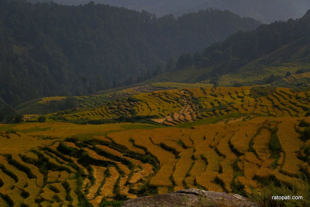 Paddy Field Dailekh_NPL (12)