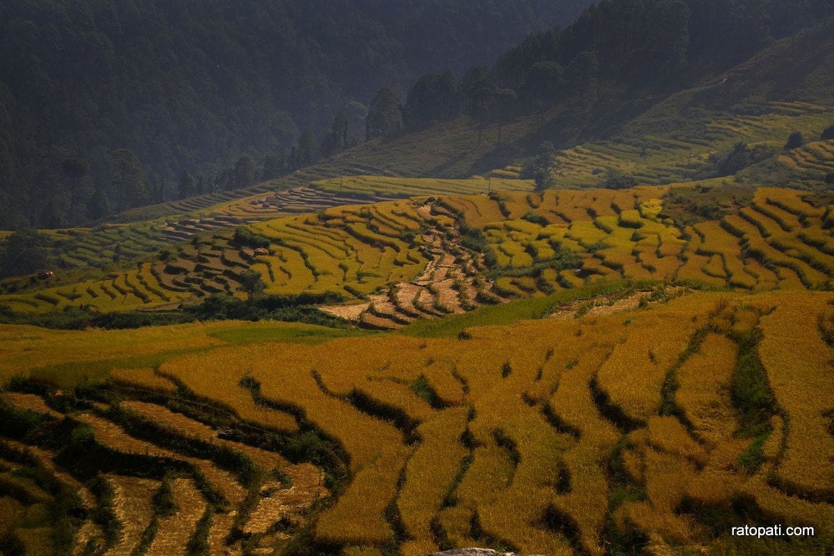 Paddy Field Dailekh_NPL (13)