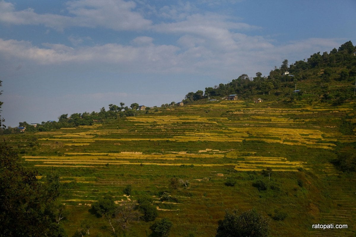 Paddy Field Dailekh_NPL (14)