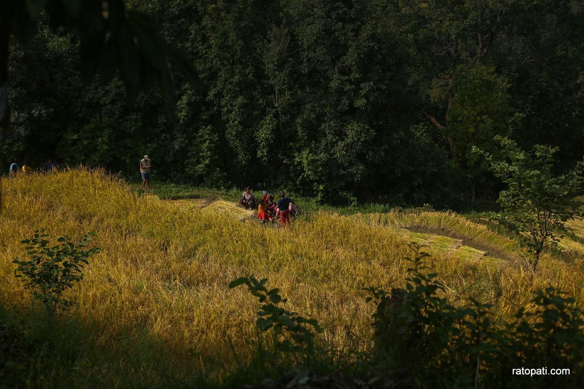 Paddy Field Dailekh_NPL (15)