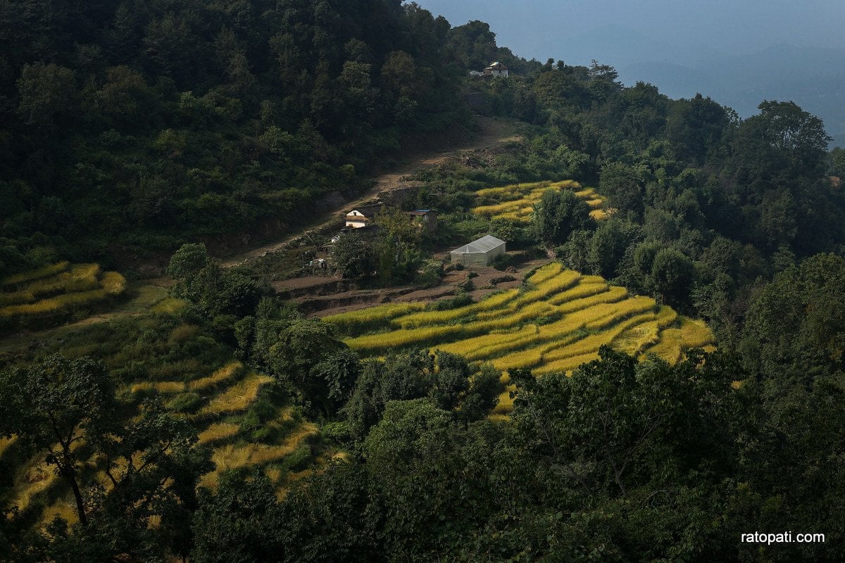 Paddy Field Dailekh_NPL (16)