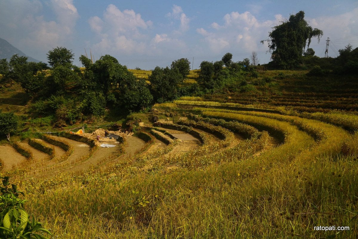 Paddy Field Dailekh_NPL (2)