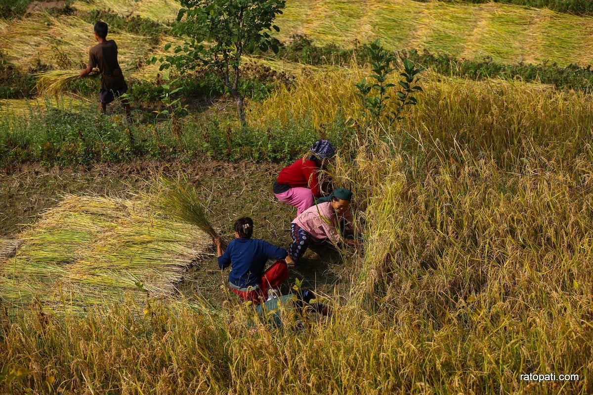 Paddy Field Dailekh_NPL (4)