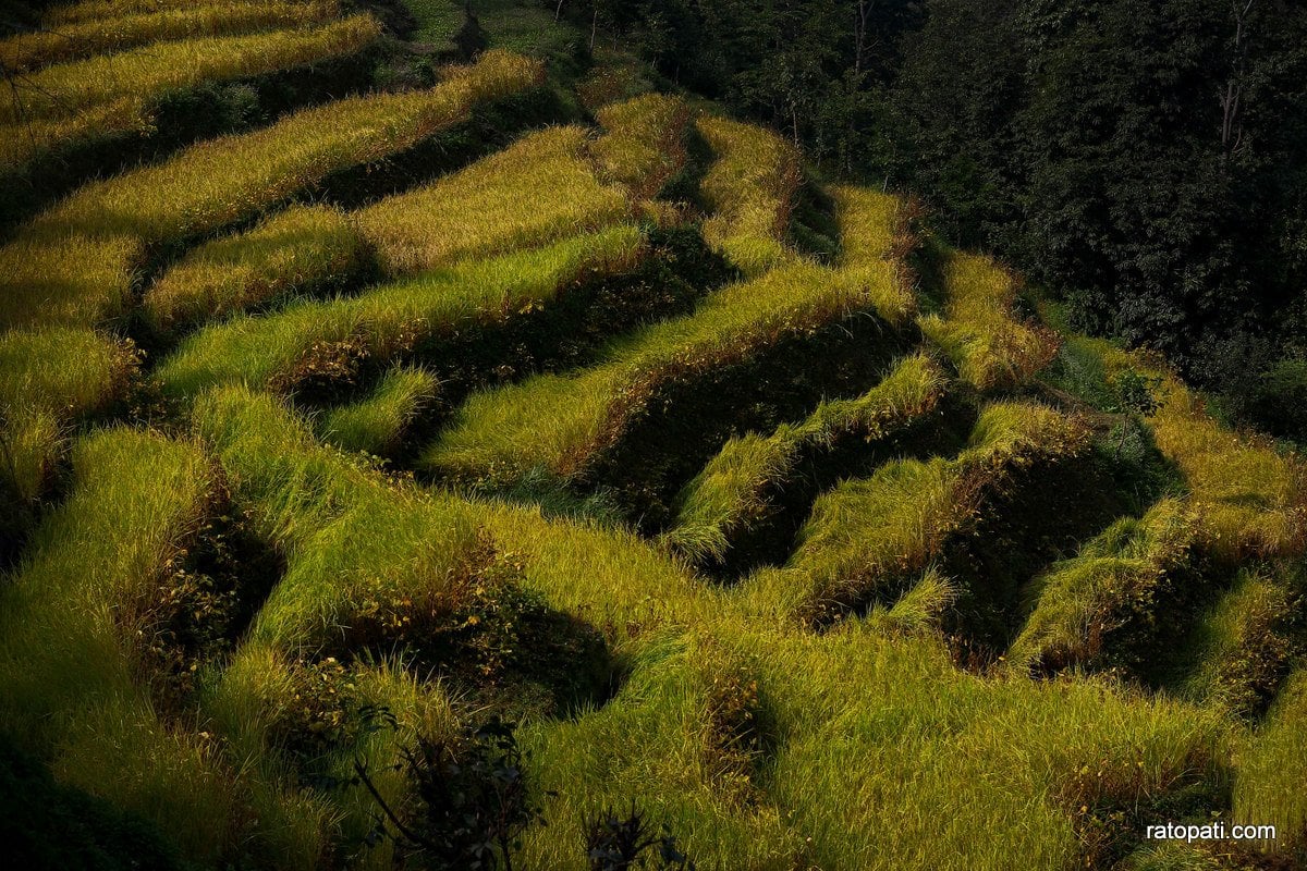 Paddy Field Dailekh_NPL (5)