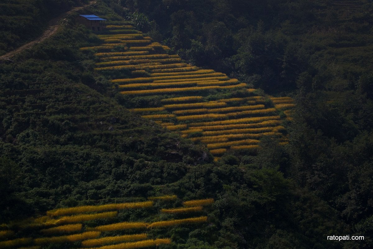 Paddy Field Dailekh_NPL (6)