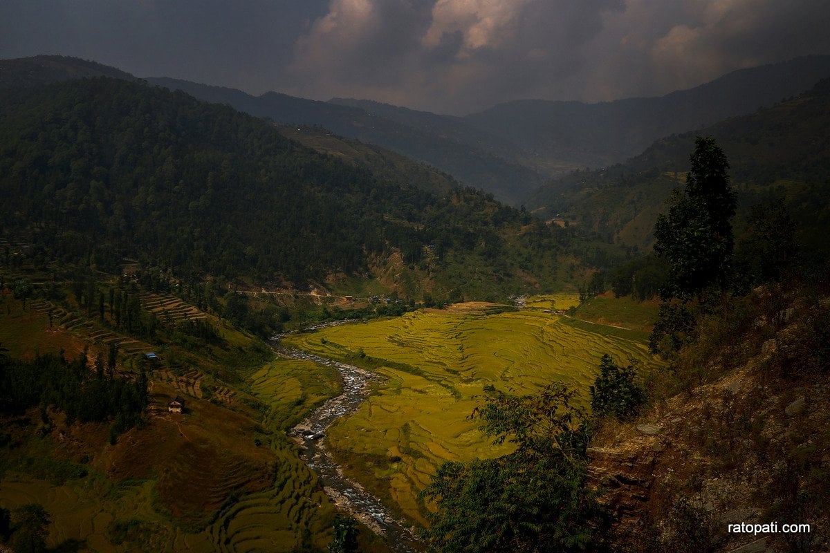 Paddy Field Dailekh_NPL (7)