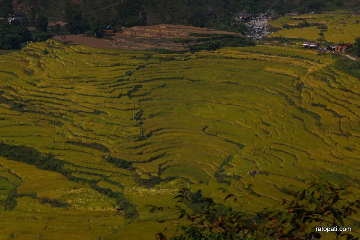 Paddy Field Dailekh_NPL (8)