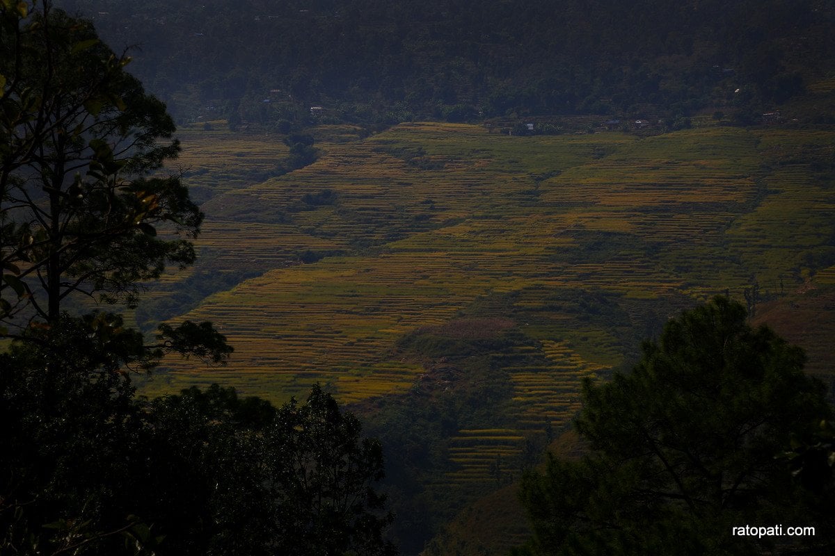 Paddy Field Dailekh_NPL (9)