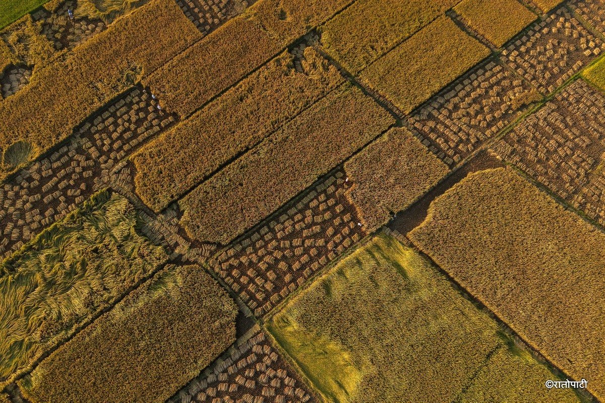 Paddy_Cutting_Bardiya_NPL (1)