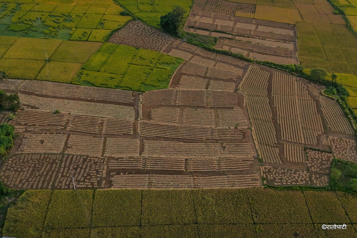 Paddy_Cutting_Bardiya_NPL (11)