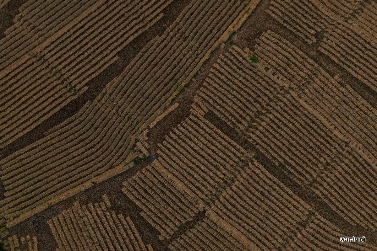 Paddy_Cutting_Bardiya_NPL (12)