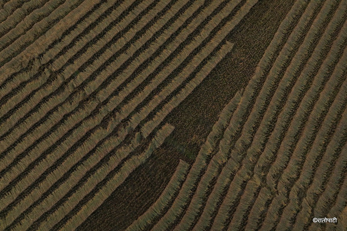 Paddy_Cutting_Bardiya_NPL (13)