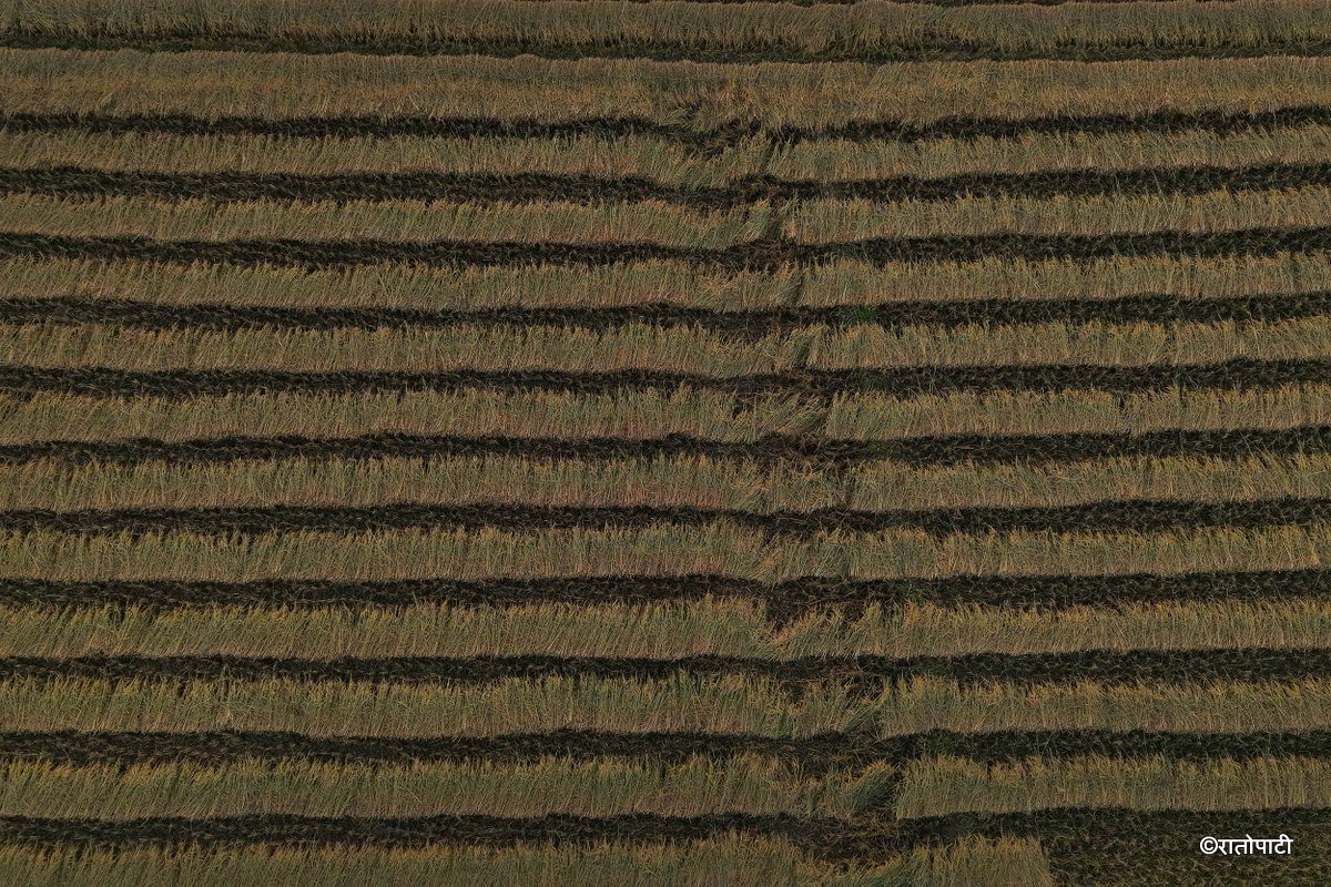 Paddy_Cutting_Bardiya_NPL (14)
