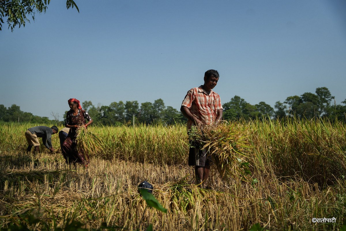 Paddy_Cutting_Bardiya_NPL (16)