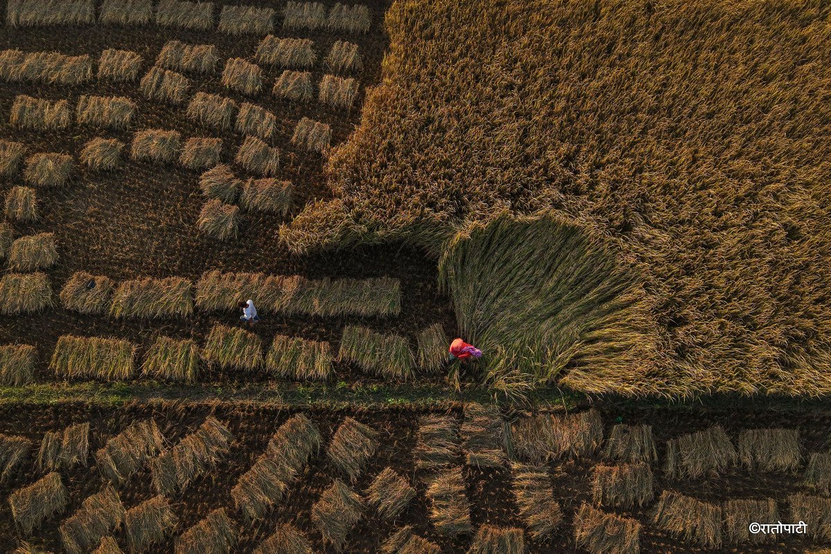 Paddy_Cutting_Bardiya_NPL (2)