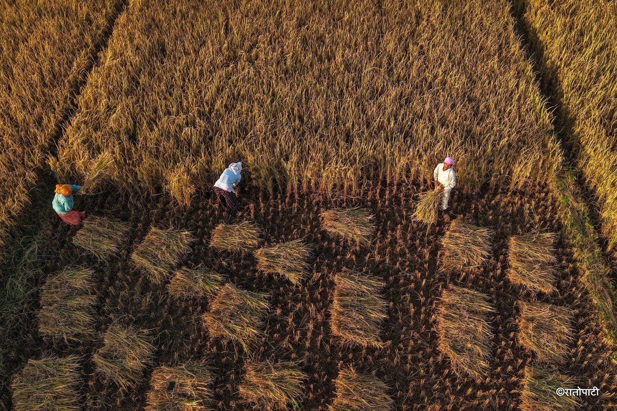 Paddy_Cutting_Bardiya_NPL (4)