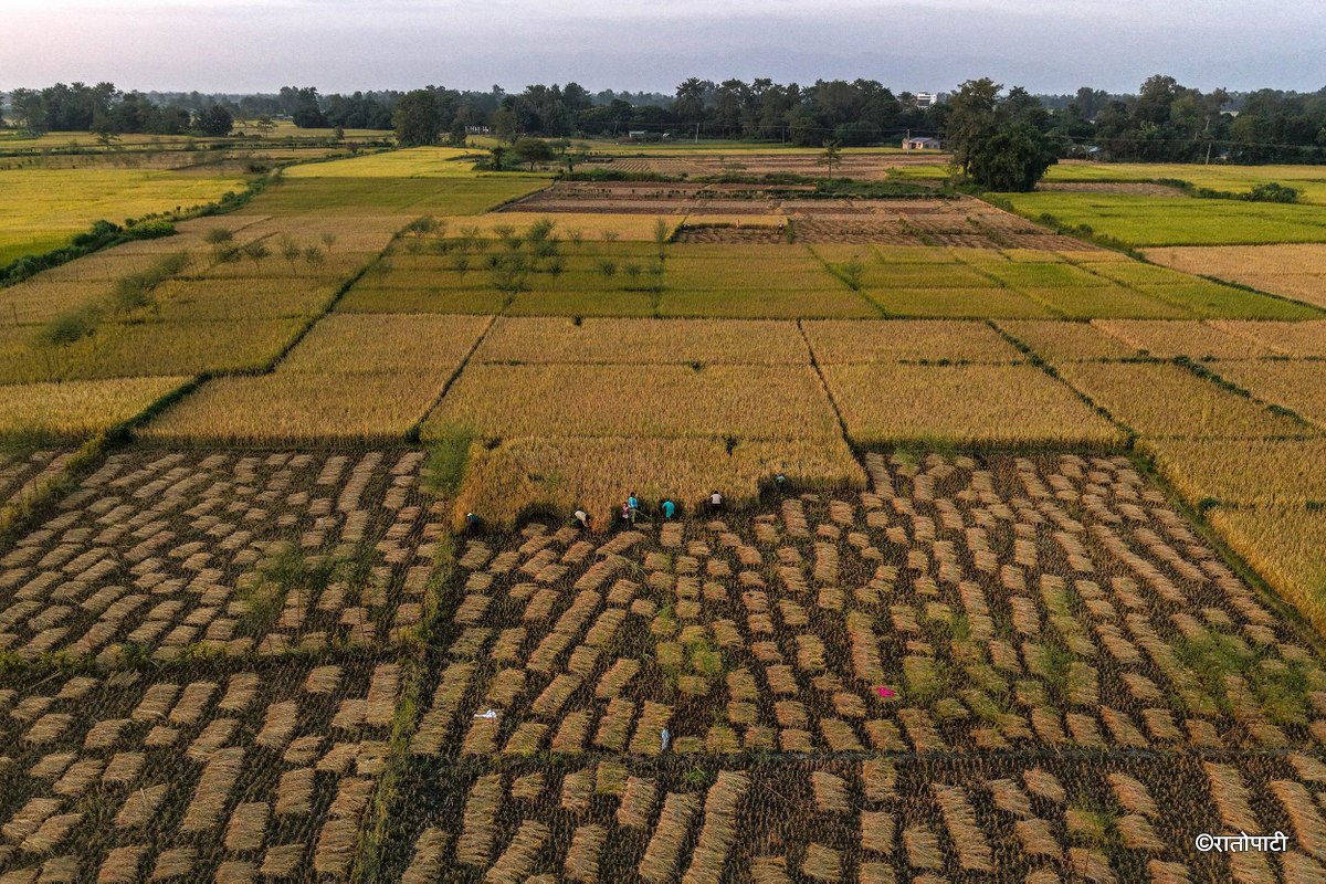 Paddy_Cutting_Bardiya_NPL (8)