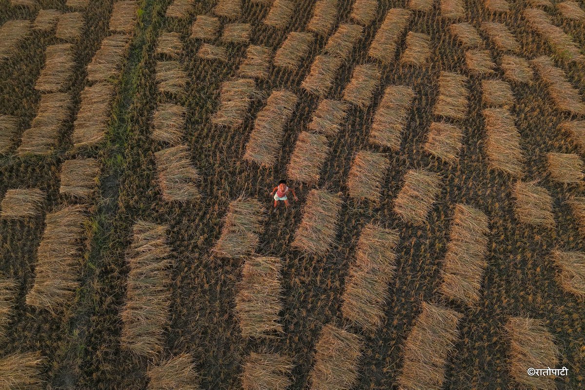 Paddy_Cutting_Bardiya_NPL (9)