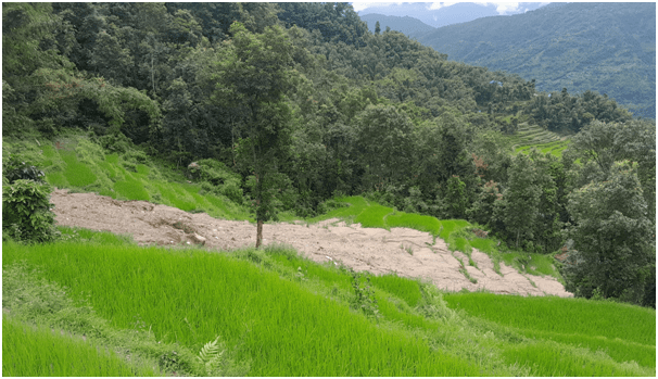   पहिरोले धानबालीसहितको खेत बगाएपछि कृषक चिन्तित