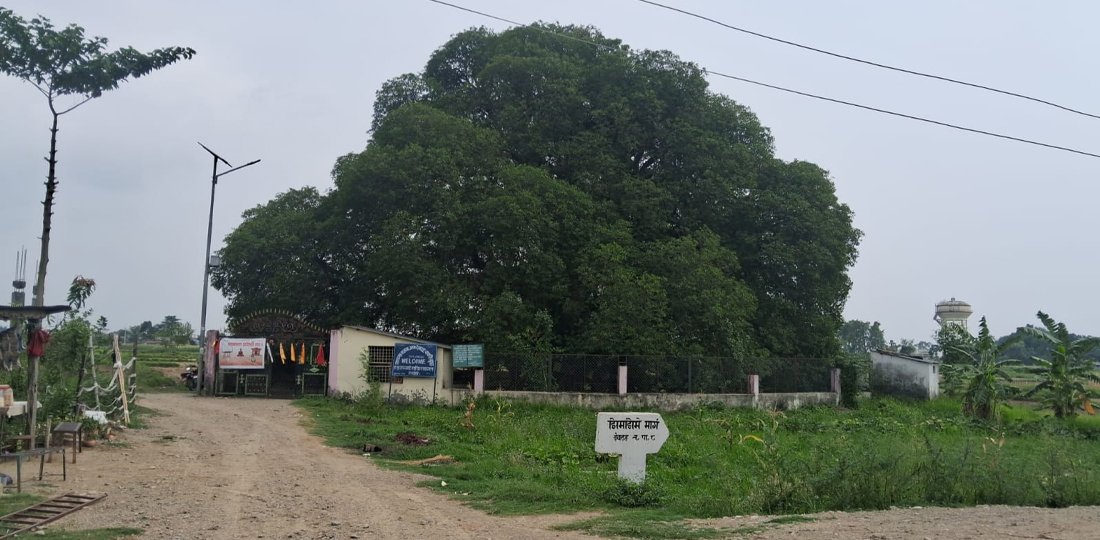 शान्ति मिल्ने अलौकिक पाकरी वृक्ष
