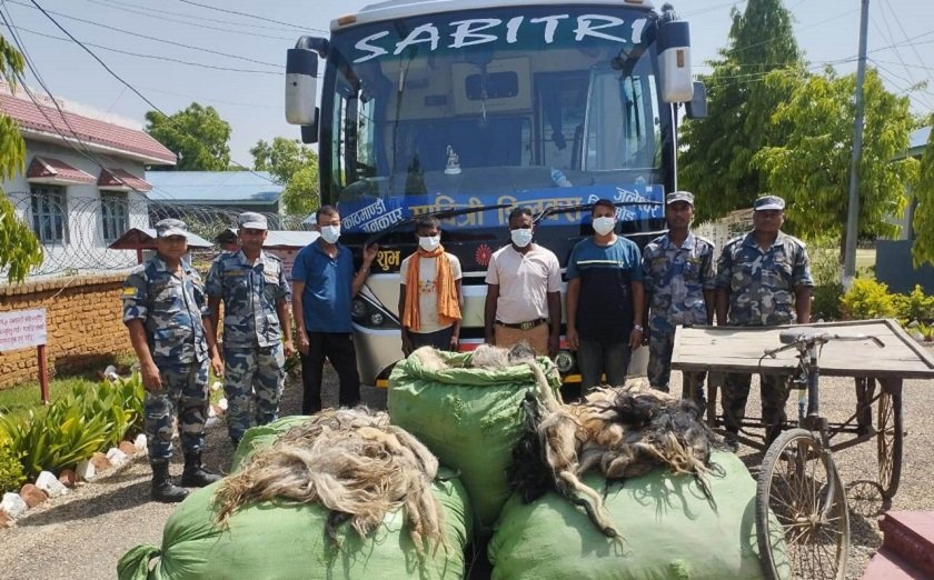 ५ सय ५६ वटा चौरी गाईको पुच्छरसहित ४ जना पक्राउ