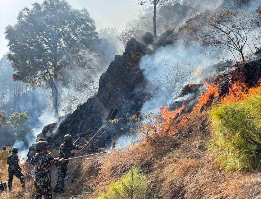 पाल्पा डढेलो : चार सामुदायिक वनमा क्षति