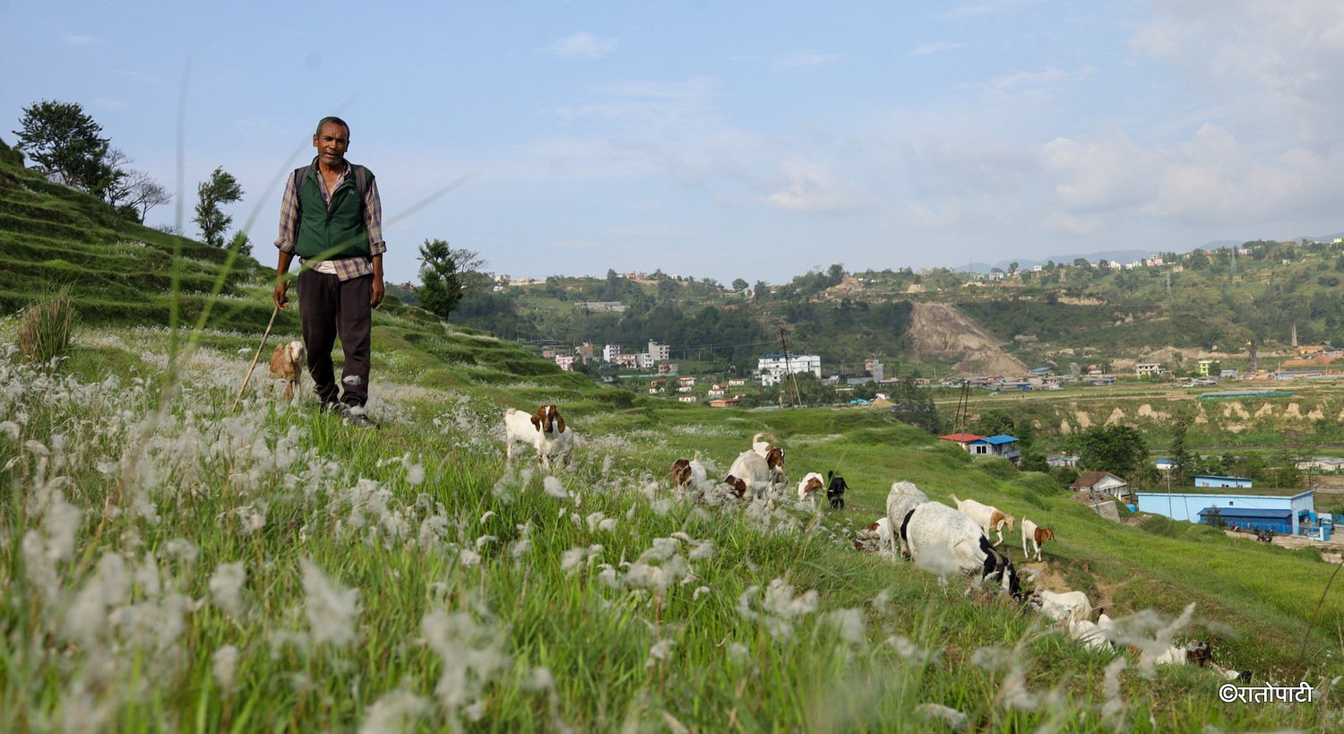 Farmer Struggles with Goat Farming Amidst Rising Costs and Market Instability