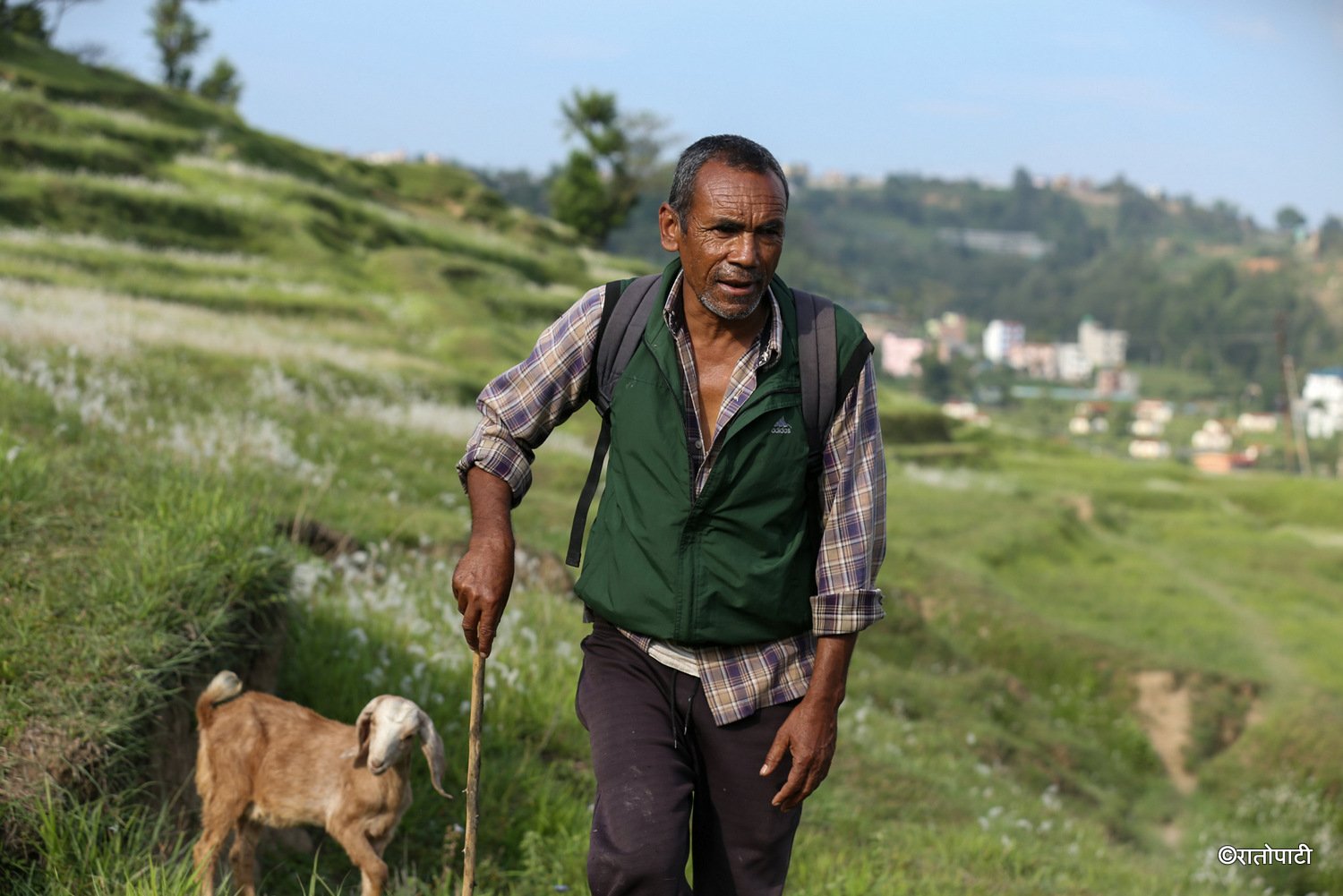 pherping goat (12)