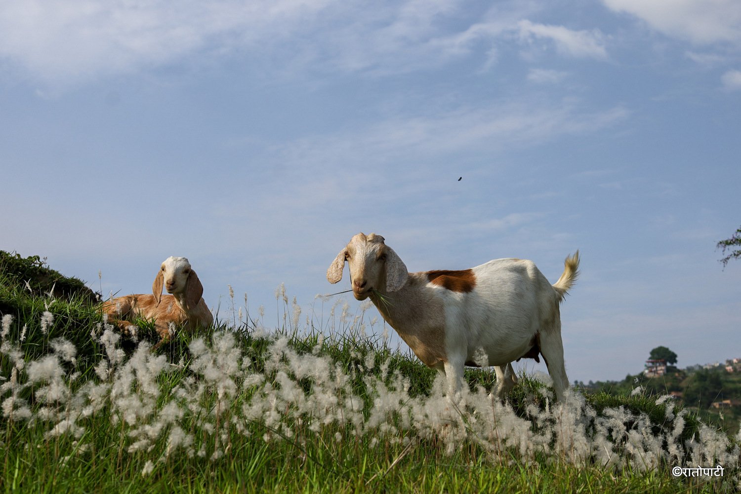 pherping goat (13)