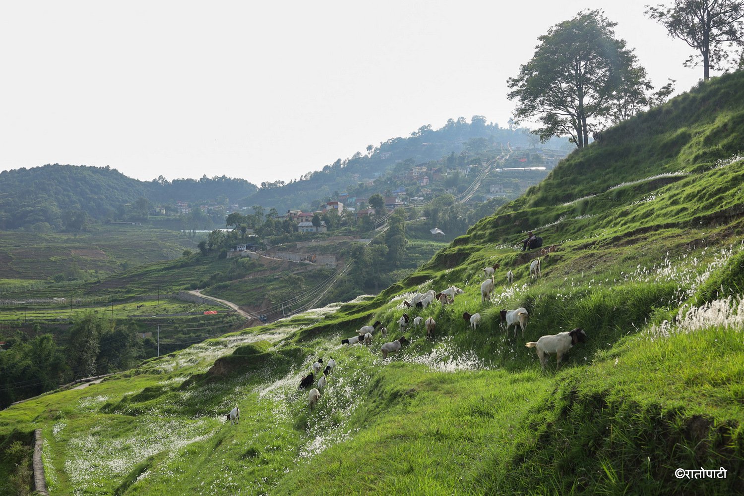 pherping goat (14)