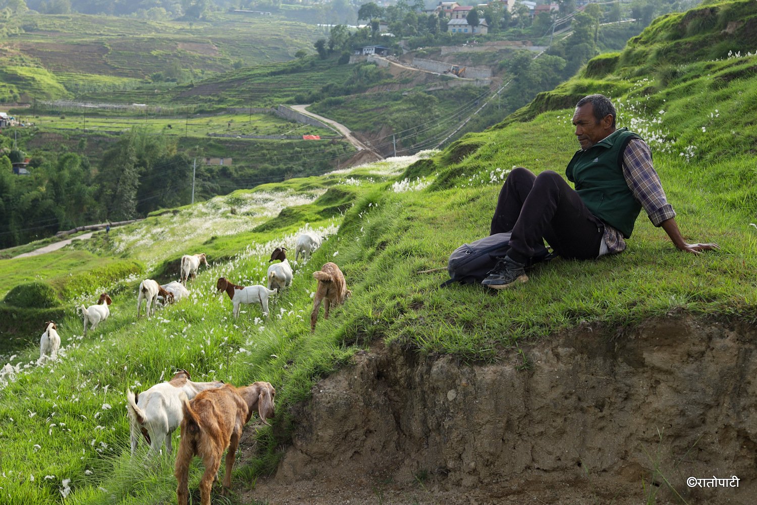 pherping goat (15)