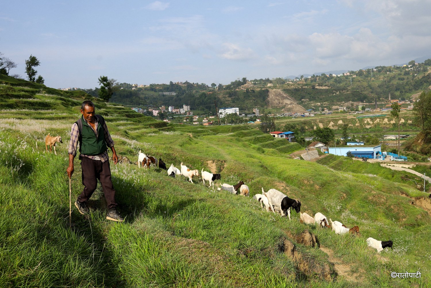pherping goat (2)