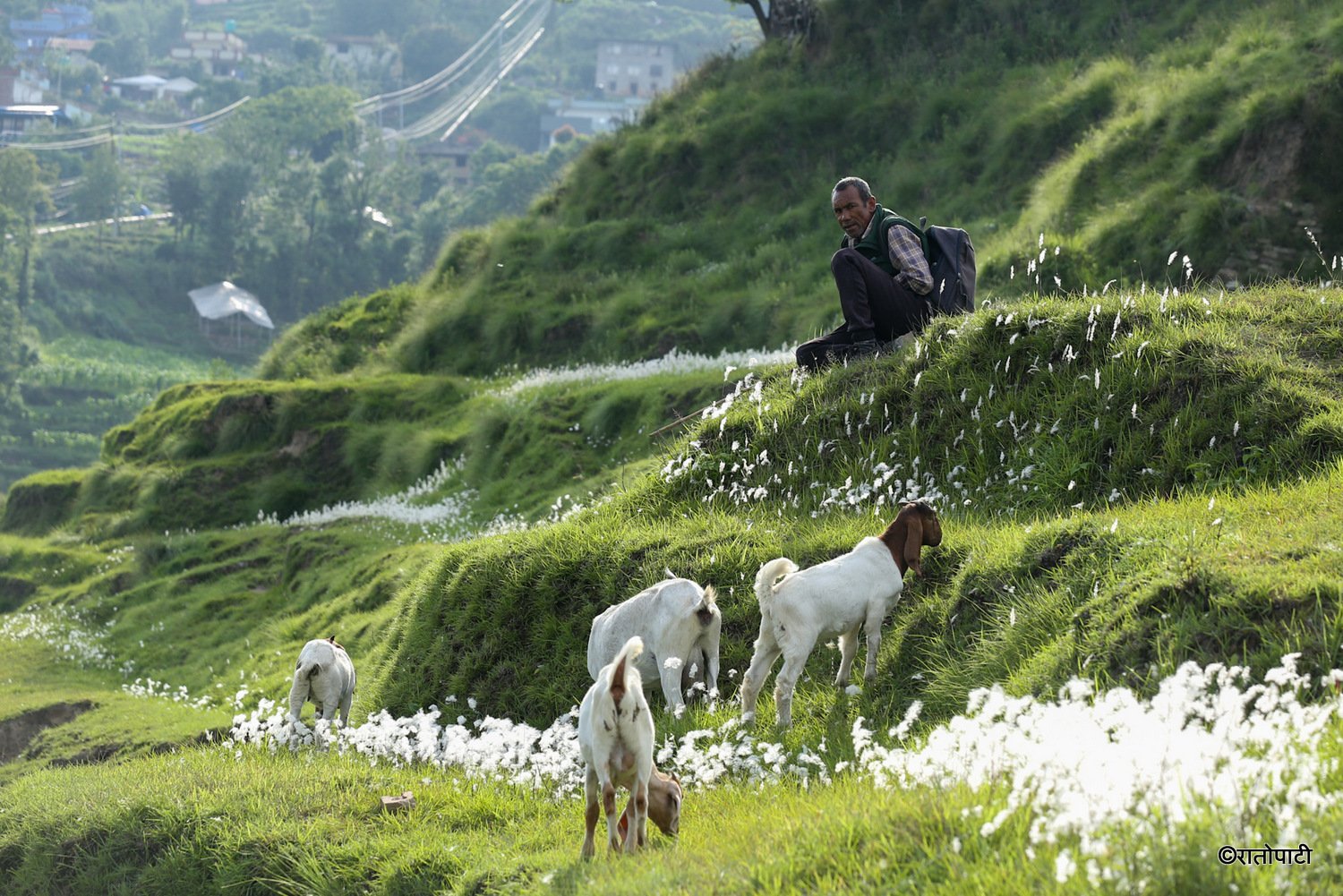 pherping goat (3)